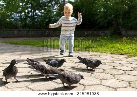 Little Boy Runs To Pigeons That Peck Bread Crumbs On A Summer Day In A Green Park