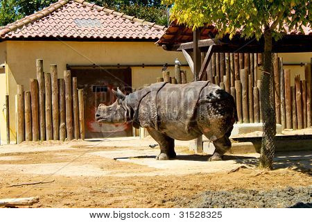 Rhino