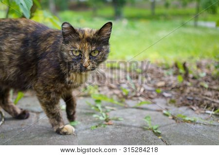 Homeless Wild Beast (cat) With An Incredulous Look Preparing To Run