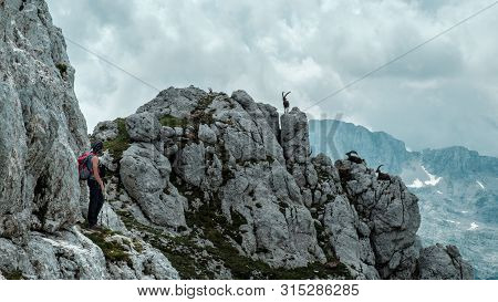 Steinbocks On The Mount Montasio In The Julian Alps, In A Summer Day