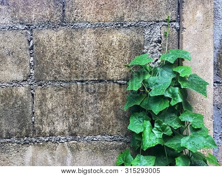 Cocconia Grandis Voigt Or Ivy Gourd, Coccinia On Cement Block Background