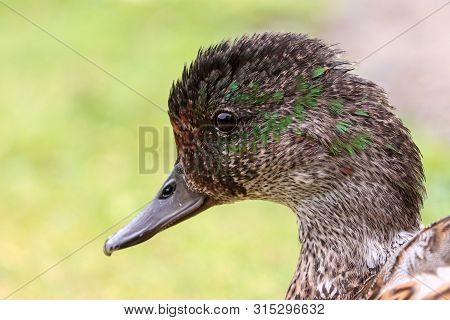 A Male Falcated Duck Moulting His Vibrant Green Head Feathers