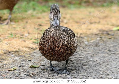 A Female Falcated Duck Face On View