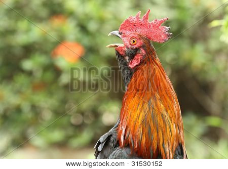 Portrait face Thai Cock