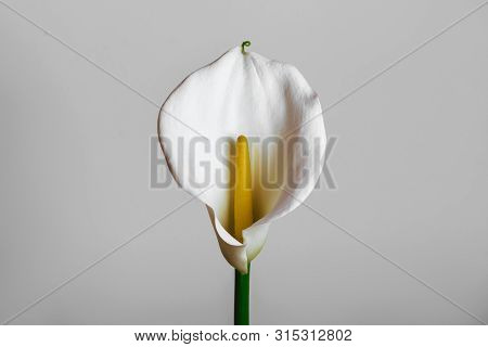 Calla Lily Extreme Close Up Texture Of The Plant Spathe From Outside. Botanical Concepts, Macro Phot