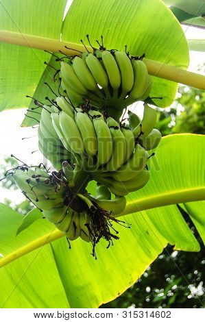 Banana Tree With A Bunch Growing Ripe Green Bananas.