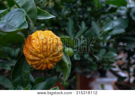 One Lumpy Orange Fruit On A Tree Branch With Green Leaves. Shallow Depth Of Field. Photo Format Is H