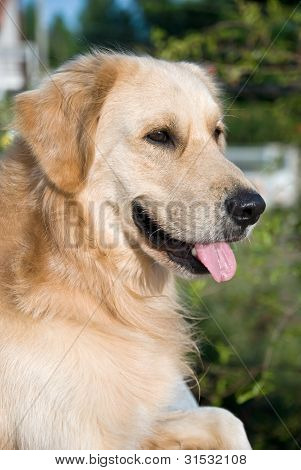 Golden Retriever