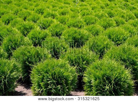 Young Thuja Occidentalis In Garden Center. Plant Nursery In Bulgaria.
