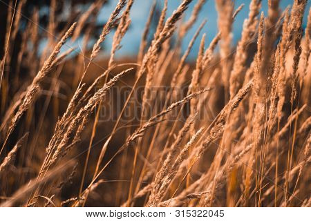 A Field Of Yellow Dry Grass Against A Blue Sky. Ripe Golden Wheat And Spikelets Close-up. Beautiful 
