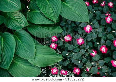 Top View Of Green Hosta Leaves And White Pink Balsamine Flowers, Flat Lay Tropical Horizontal Stock 