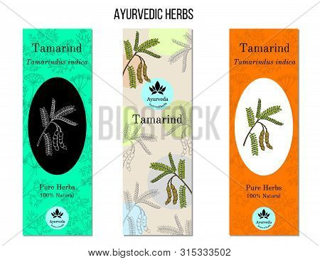 Ayurvedic Herbs Banners. Tamarind Tamarindus Indica . Hand Drawn Botanical Vector Illustration