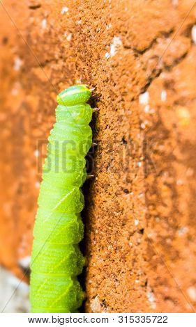 Macro Shot Of Green Inchworm Climbing Up House Wall
