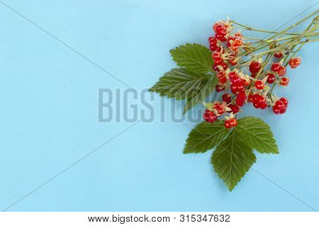 Medicinal Plant Stone Bramble (rubus Saxatilis). Used In Herbal Medicine, Diet And Vegetarian Food