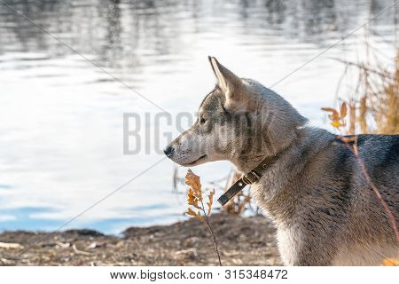 Portrait Of A Dog Breed West Siberian Laika By The Lake