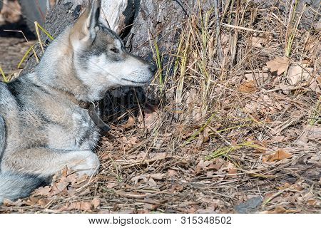 Portrait Of A Dog Breed West Siberian Laika