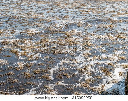 The Invasive Algae Rugulopteryx Okamurae, Native To The Pacific Ocean, Invades The Strait Of Gibralt
