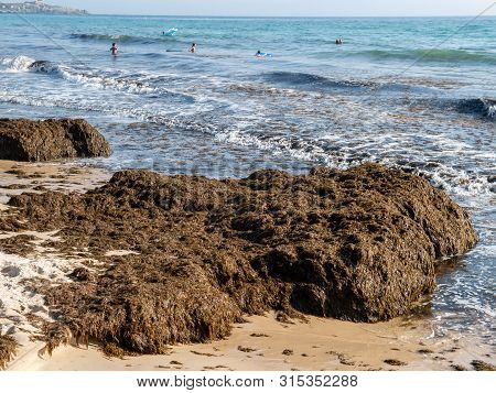 Tarifa, Spain - August 03, 2019: The Invasive Algae Rugulopteryx Okamurae, Native To The Pacific Oce