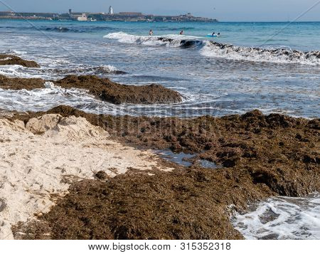 Tarifa, Spain - August 03, 2019: The Invasive Algae Rugulopteryx Okamurae, Native To The Pacific Oce