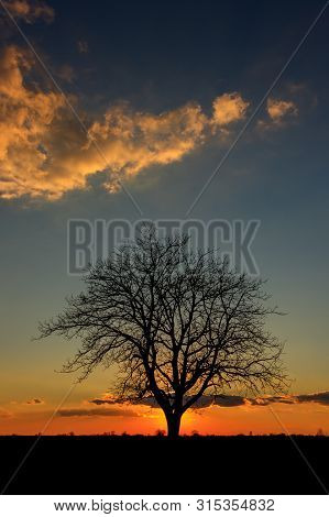 Sunset Behind A Lonely Tree In The Agricultural Fields Of Serbia
