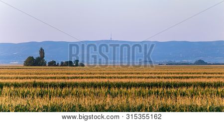 Top View Of Cornfield In Serbia, On Background Forested Mountain & National Park Fruška Gora