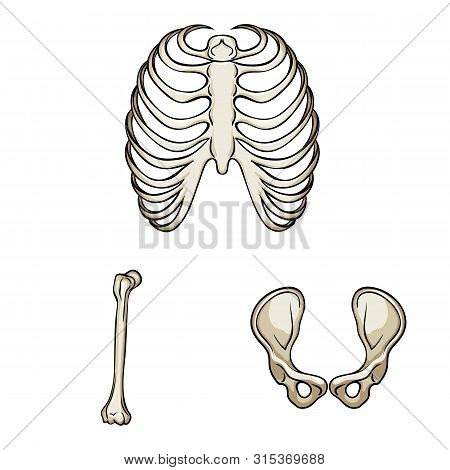 Isolated Object Of Bone And Skeleton Logo. Set Of Bone And Human Stock Vector Illustration.