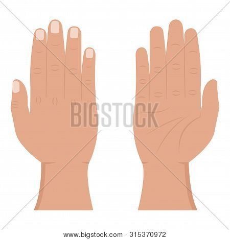 Hand View From The Inside And Outside Flat Icons. Male Palm, Fingers And Wrist. Human Upper Limb Vec