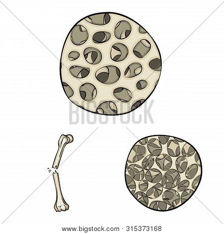 Vector Design Of Bone And Skeleton Logo. Set Of Bone And Human Vector Icon For Stock.