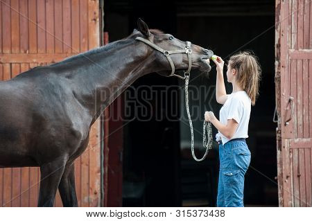 Beautiful Black Horse Treats From Young Teenage Girl's Hand