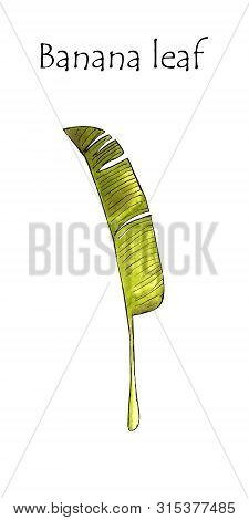 Banan Leaf On White Background. Hand Draw Illustration