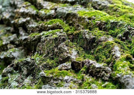 Old Linden Bark Covered With Moss. Relief Bark Resembles View High Mountains Wooded From Above. Text