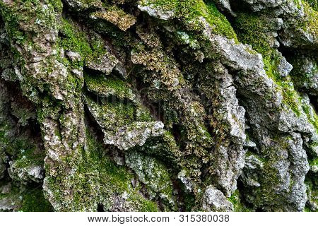 Old Linden Bark Covered With Moss. Relief Bark Resembles View High Mountains Wooded From Above. Text
