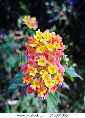 Beautiful Flower In The Garden:  Common Lantana , Wild Sage , Kamara Lantana ( Lantana Camara L.)