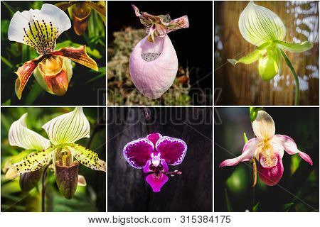 Collage From Different Pictures Of Orchid Paphiopedilum Flowers.