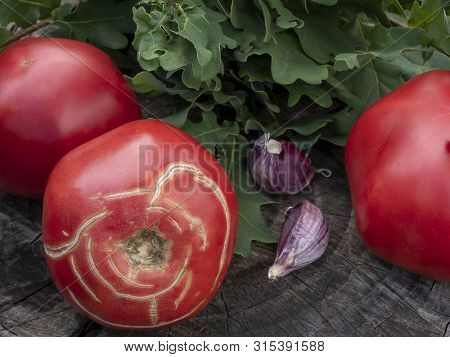 Tomatoes, Garlic, Oak Branches Lie On An Old Stump. Ripe Cracked Three Tomatoes. The Ripened Crop.