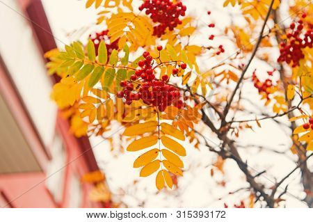 Red Ripe Bunch Of Rowan With Green Rowan Leaves In Autumn. Autumnal Colorful Red Rowan Branch. Bunch