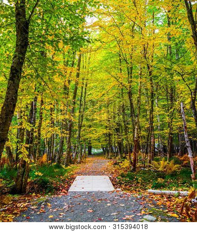 Footpath In Jesup Path Covered By Fallen Leaves