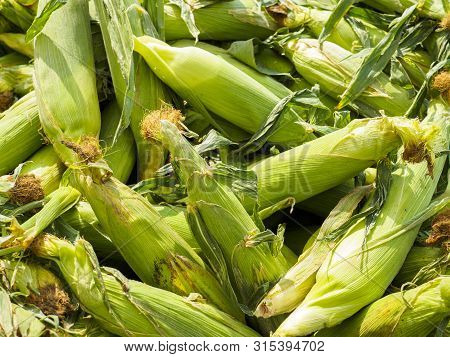 Fresh Taber Corn At The Market For Sale Fresh Picked