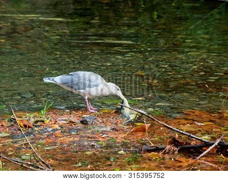 Salmon Run