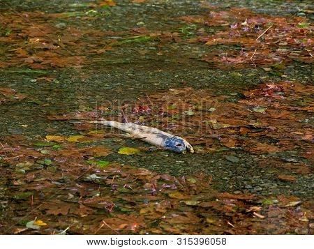 Salmon Run