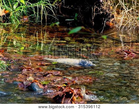 Salmon Run