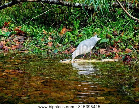 Salmon Run