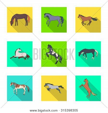 Isolated Object Of Breed And Equestrian Logo. Set Of Breed And Mare Stock Symbol For Web.