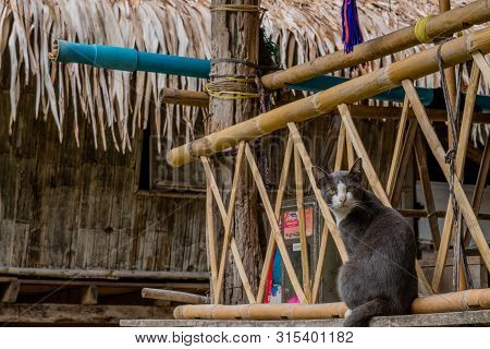 Chiang Mai, Thailand; July 2, 2019: Gray And White Cat Poses For Photo While Sitting In Front Of Bam