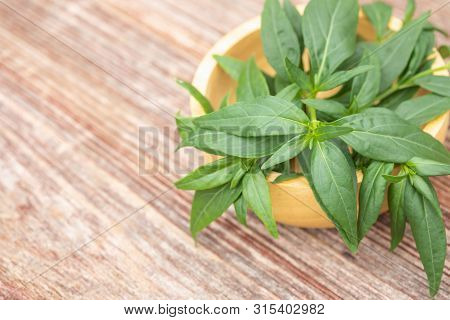 Green Andrographis Paniculata Or Green Chireta On Wooden Table. Herb Concept