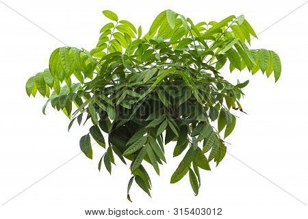 Close Up Green Andrographis Paniculata Or Green Chireta On Wooden Table. Herb Concept