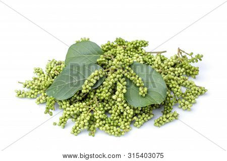 Young Green Of Thai Blueberry (thai Local Fruit), Maoberry Or Antidesma Thwaitesianum Isolated On Wh