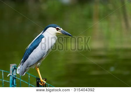 Black-crowned Night Heron Or Nycticorax Nycticorax On Cage.