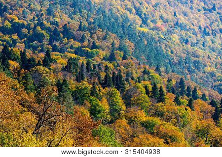 Scenic Landscape With Trees In Mountain Forest In Autumn.