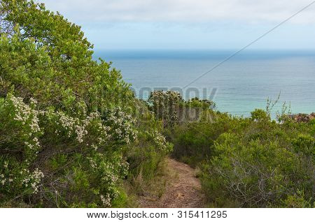 Hiking Trail Through Fynbos With Ocean View. Otter Trail Walk, Natures Valley Section Of Garden Rout